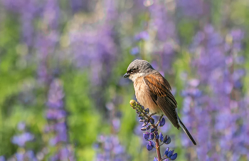 Red-backed shrike / ***