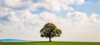 &nbsp; / alleinstehender Baum auf einem Hügel