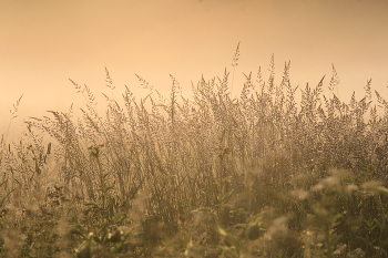 Nebliger Morgen / ***