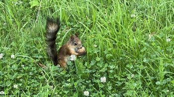 Squirrel / ***
