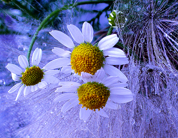 Gänseblümchen / &quot;&quot;&quot;&quot;
