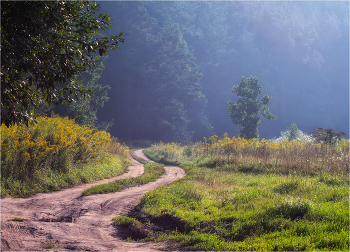 Straße in den Wald / ***