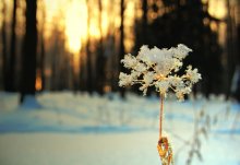 January day / ***