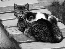 stepmother / ***