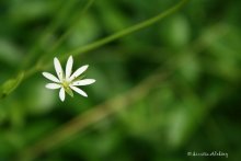 Tenderness / ***