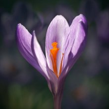 the call of spring / --------