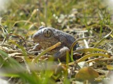 ... Bask in the sun b .... / ***