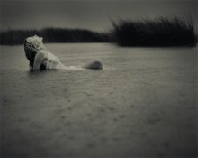 Danae / ***