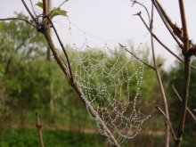 gossamer / ***