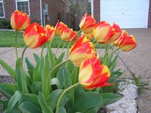 Tulips and wind / ***