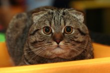 Cat! / ***