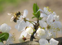 Viasnovaja Pc^olka / Bz-z-z