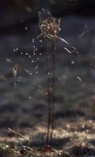 kann Fallschirmjäger? / *** =)