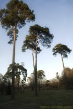 Belarusian palm / ***