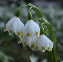 &quot;Pervestok Spring / ***