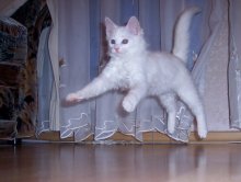 Flying wach / ***