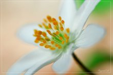 Spring / ***