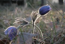 Pasque-flower / *****