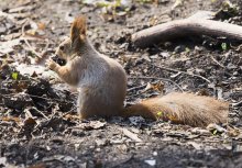 Squirrel / ***