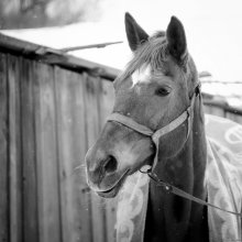 Portrait of a horse:) / ***