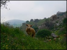 walk on Israel / ***