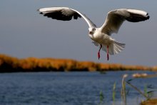 Above my head proudly flies - like a bird .... / ***
