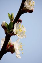 Apricot Flowers / ***