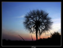 Evening dandelions / ***********