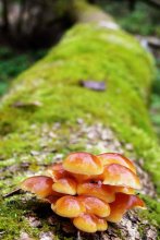 oh, mushrooms / ***