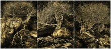 Roots and crown ... / *****