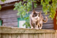 Katze geht auf einer Wiese ... / ***