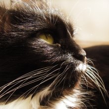 Cat / ***