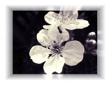 ant on a flower / ***