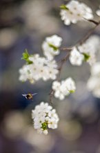 suddenly blossomed ... / ***