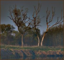 tree / ______