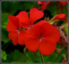 geranium / ***