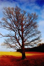 Tree / ***