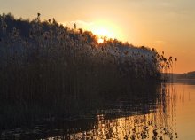 Jungle sunset / ***