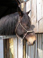 Horsepower sadness / ***