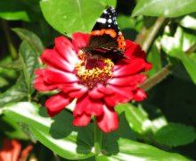 Butterfly / ***