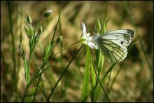 limonnitsa / ***