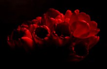 Tulips / ***