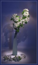 Spring Farbe / ***
