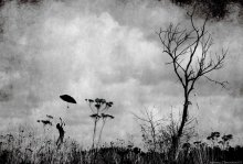 le temps est à la pluie / -----