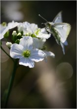 Flutter and blooming. / ***