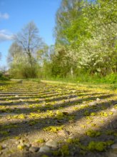 Spring in the countryside / *****