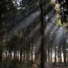 in the rays / ***