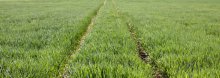 Grass story 1 / ***
