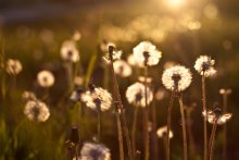 nice to fall in dandelions .... / ***