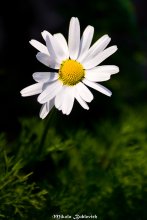 Flower / ......
